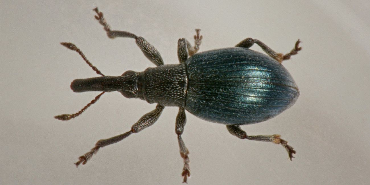 Apionidae elegante? elegante di fatto, ma non di nome: Aspidapion aeneum